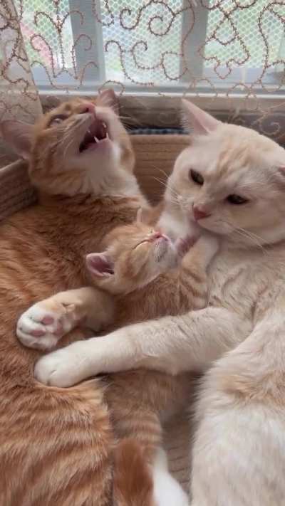 the family cuddles up together