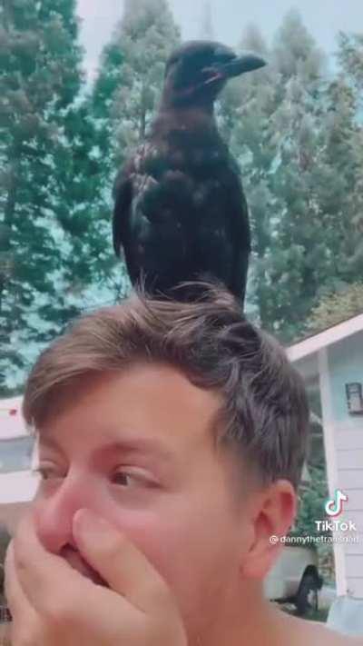 Think you guys need a break from birds being dicks. Here is a bird being a sweetheart.