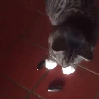 Cat learns how magnets work