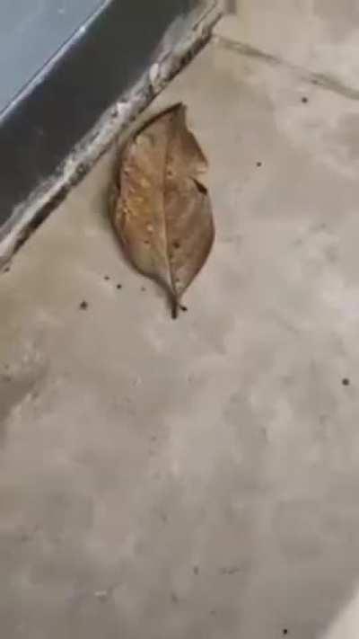 Looks like a dead leaf here, oh maybe not