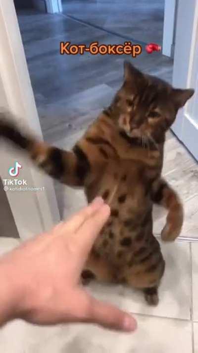 This feline swings like a boxer