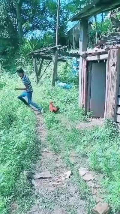 One of these is a chicken . . .and the other one is, too.