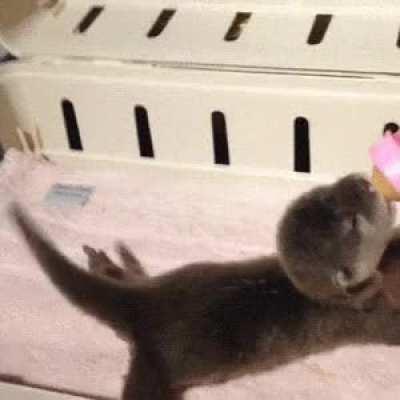 I found this otterly adorable gif of a little baby otter wagging his little tail!
