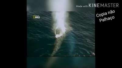 Documentario importante