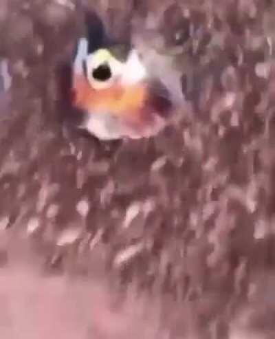 CrazyHuman - Video #9678