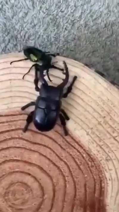 Real beetle vs. Robotic beetle