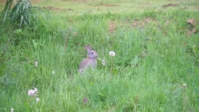 This rabbit having a snack in the garden