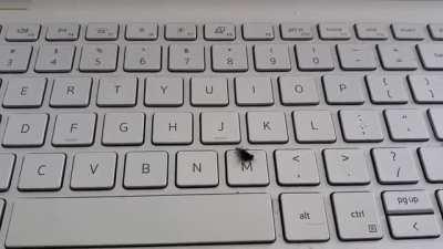 Nature news. Just in, spider attacks fly faster than you could blink.
