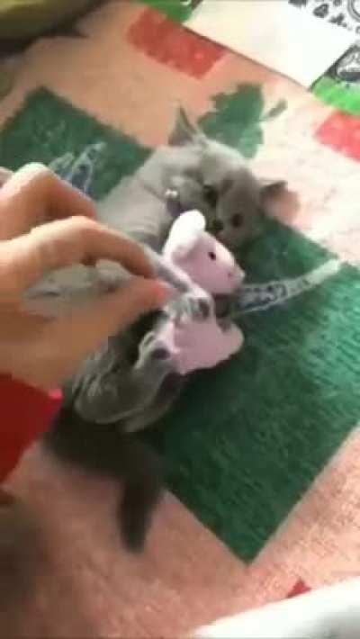 Don't touch my teddy bear !