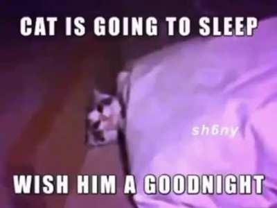 say goodnight to the cat please