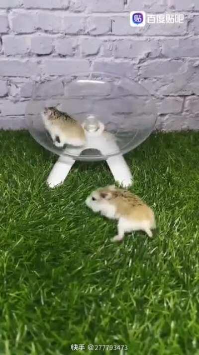 这几天魔幻新闻反转的次数太多了 给鼠鼠转晕了