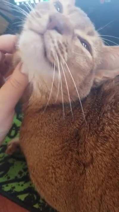 Smile + Purring + Mirin = methinks this cat is enjoyed the pets!