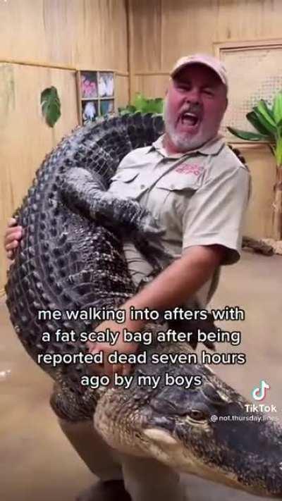 Alligator