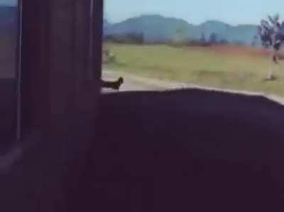 Recuento del 18 de septiembre 🇨🇱