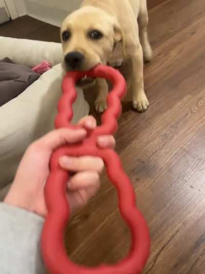 Lab pup growls when playing