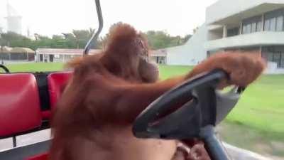 Orangutan drives a golf car