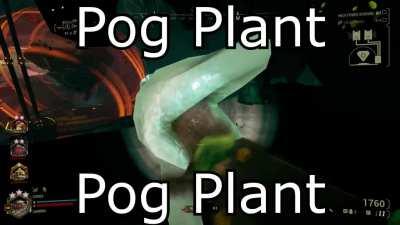 Pog Plant