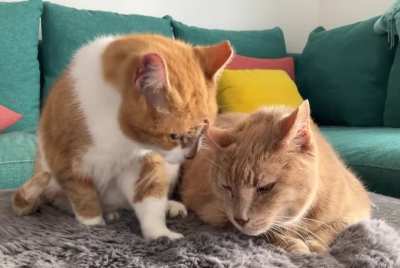 A couple of good boys