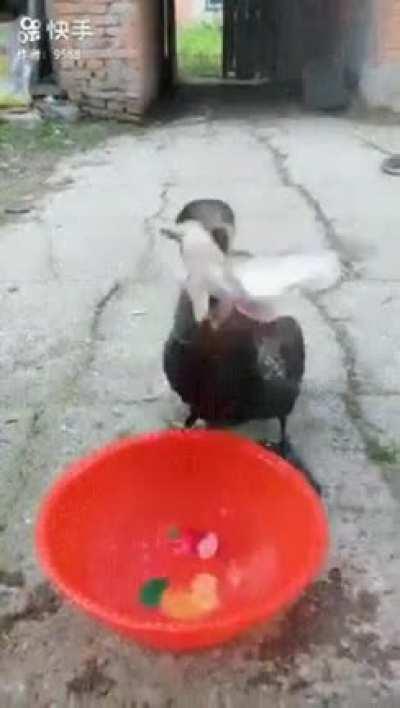 On average, a cormorant requires around 500 g of food each day, although the weight of fish eaten can vary both from day to day and seasonally. In any case, spotting a cormorant eating fish is quite impressive