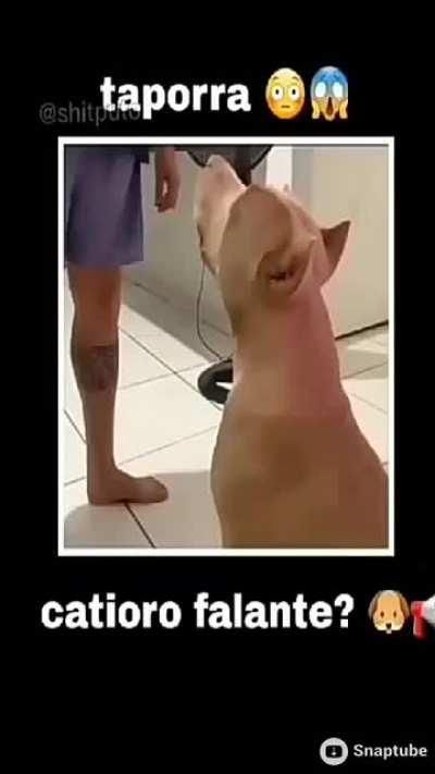 Oloco cachorro falante