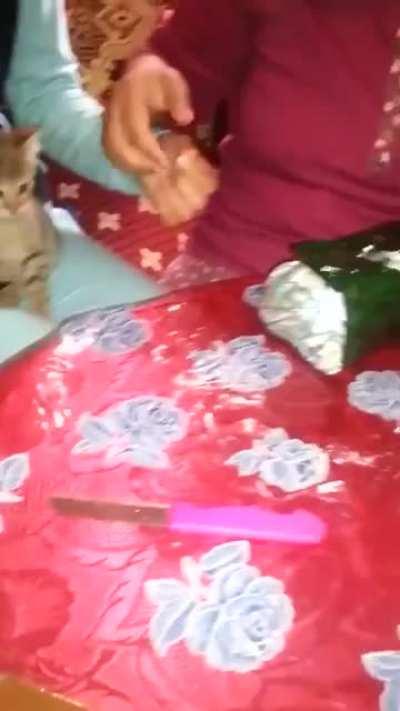 What a nice contribution little kitty is adding