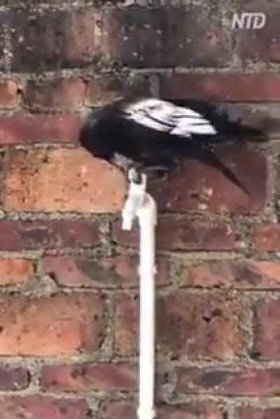 Crows are so clever