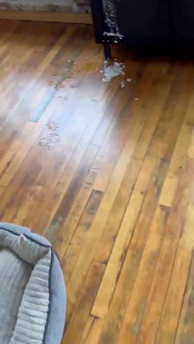 No, not the hardwood floor!