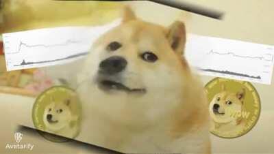Doge all day being like