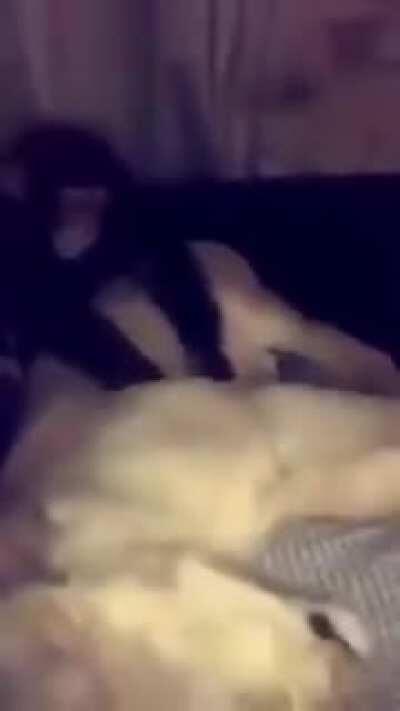 Uriel masajea a puma