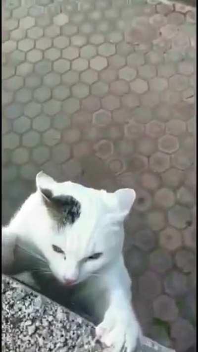 The Lion King live-action