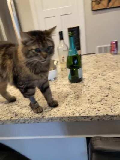 Cosmo is a week out of surgery and feeling well enough to demand breakfast!