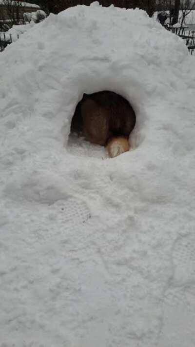 I built a snow cave. She seemed to like it.
