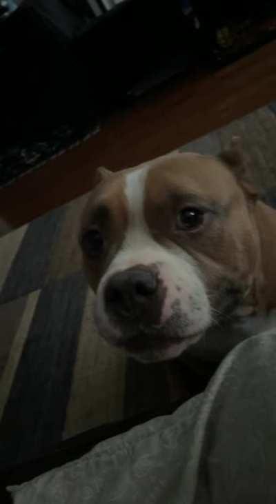 Kobe hates not getting pet, wait till the end (Sound definitely on)