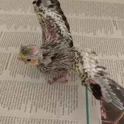 Baby tiel feathers? Nope, I'm just moving really fast and those are normal flight feathers see! Don't come any closer, am scary big birb