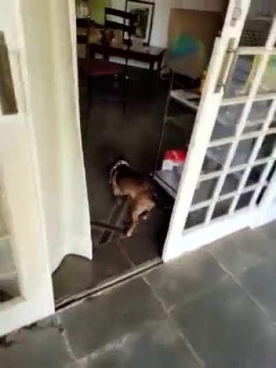 I let you pet me, now give me the reward !!!!