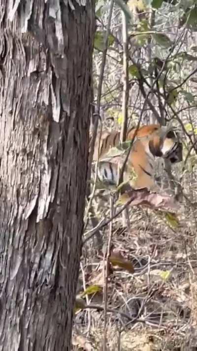 Tigeress corners a reckless Leopard.