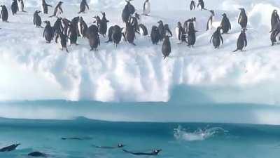 Penguins can jump up to 6 feet (1.8 m) out of the water