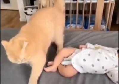 Bro that baby surely made a big shit... that cat knows