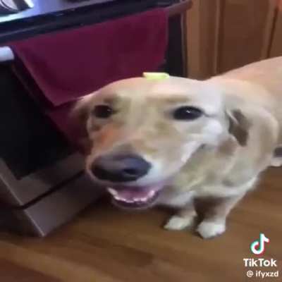 butter dog
