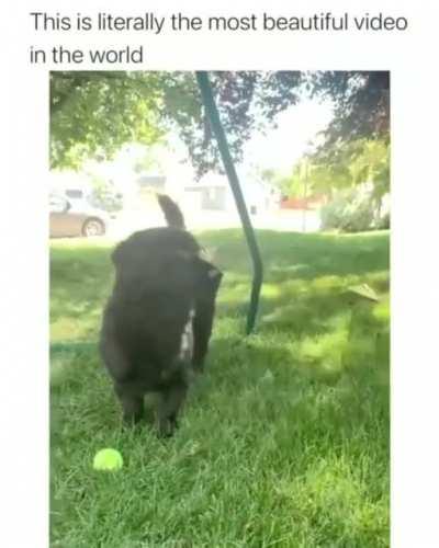 Hey! Butterflies, Can we be Friends?