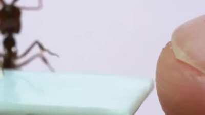 Whatcouldgowrong attacking a human