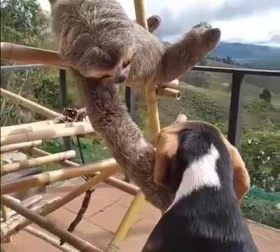 A sloth trying to understand what that other creature is