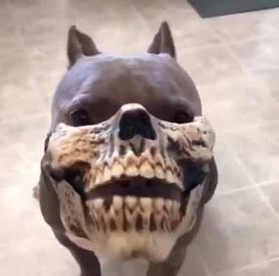 Dog with a Halloween mask on