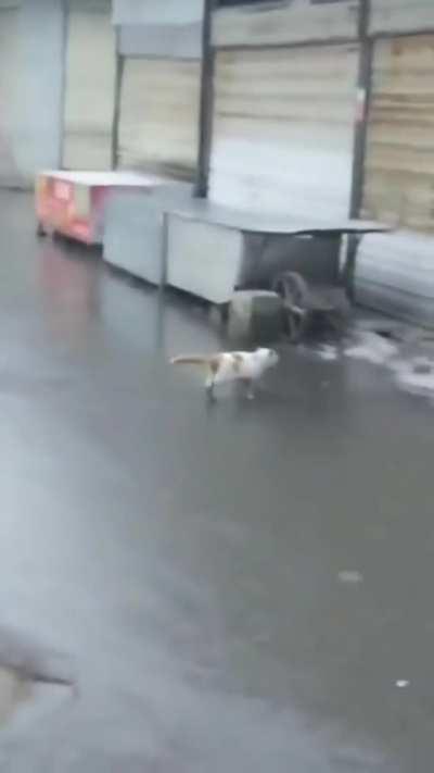 When you trip up and pretend nothing happened