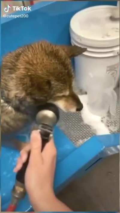 Who knew dogs could scream?