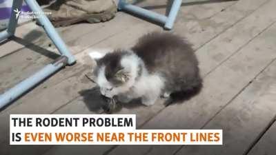 Ukrainian Michelin Chef Cooks For Troops