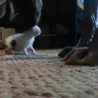 Young illegal gets licky licky