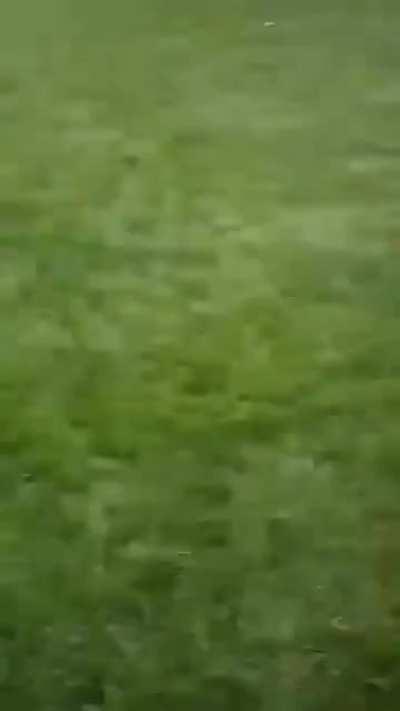 These ants I found at the park