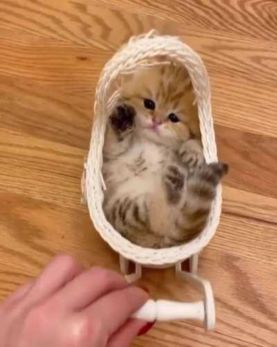 Treat your cat like a baby