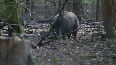 März bis Mai ist Zeit für Frischlinge, auch in der Oberpfalz
